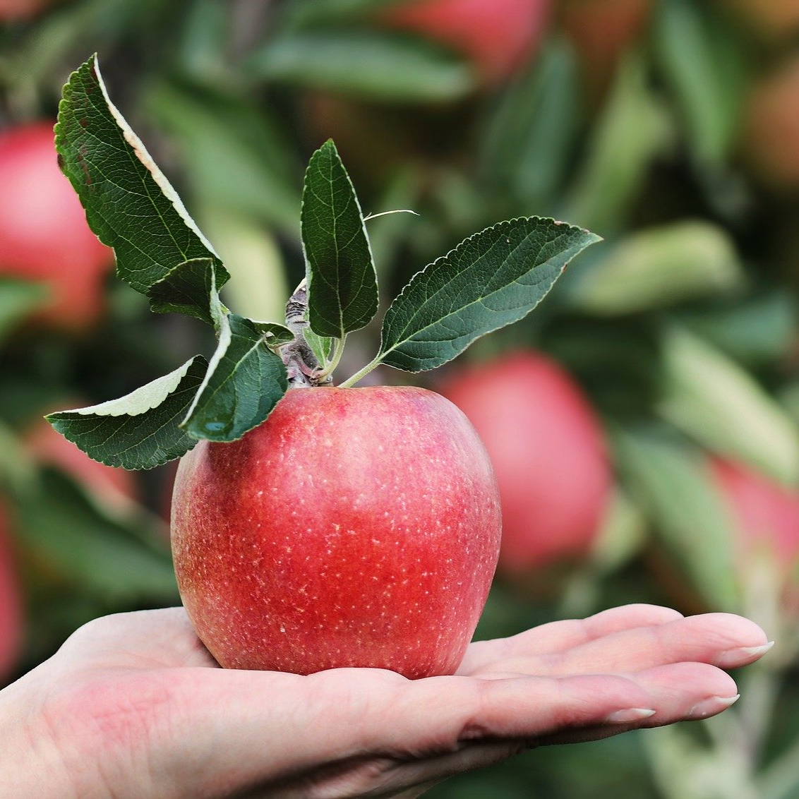 Apple resting on palm