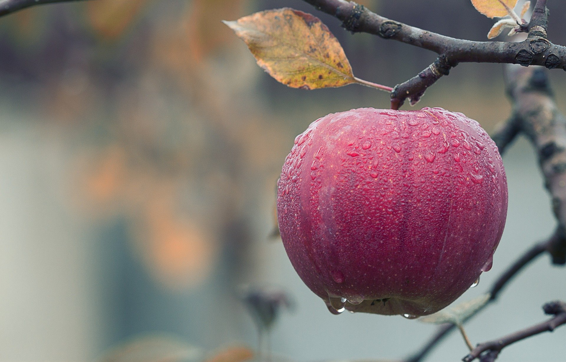 Apple in Rain