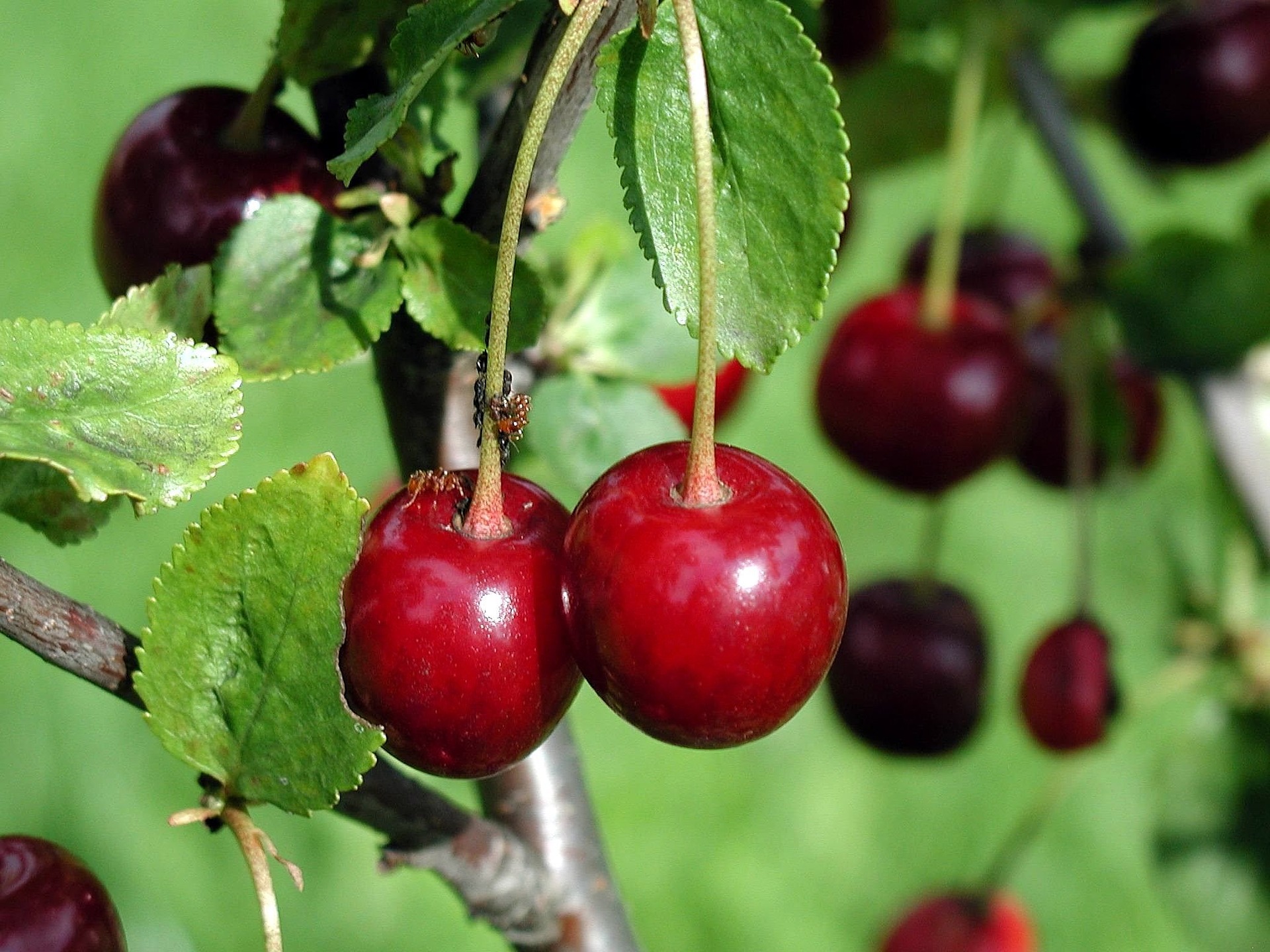 Cherries on Tree