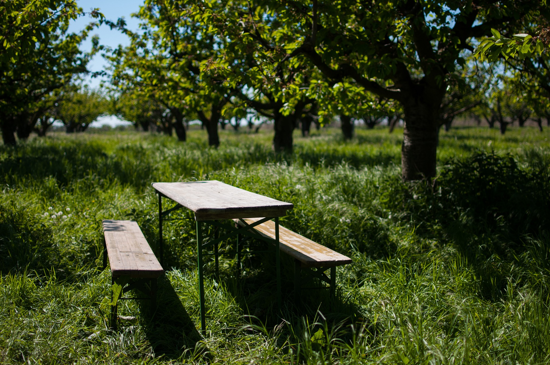 Orchard