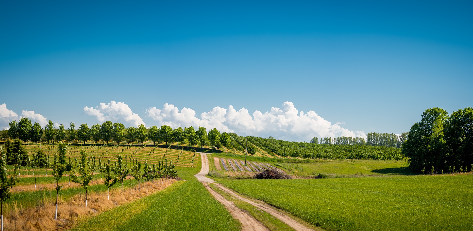 Orchard