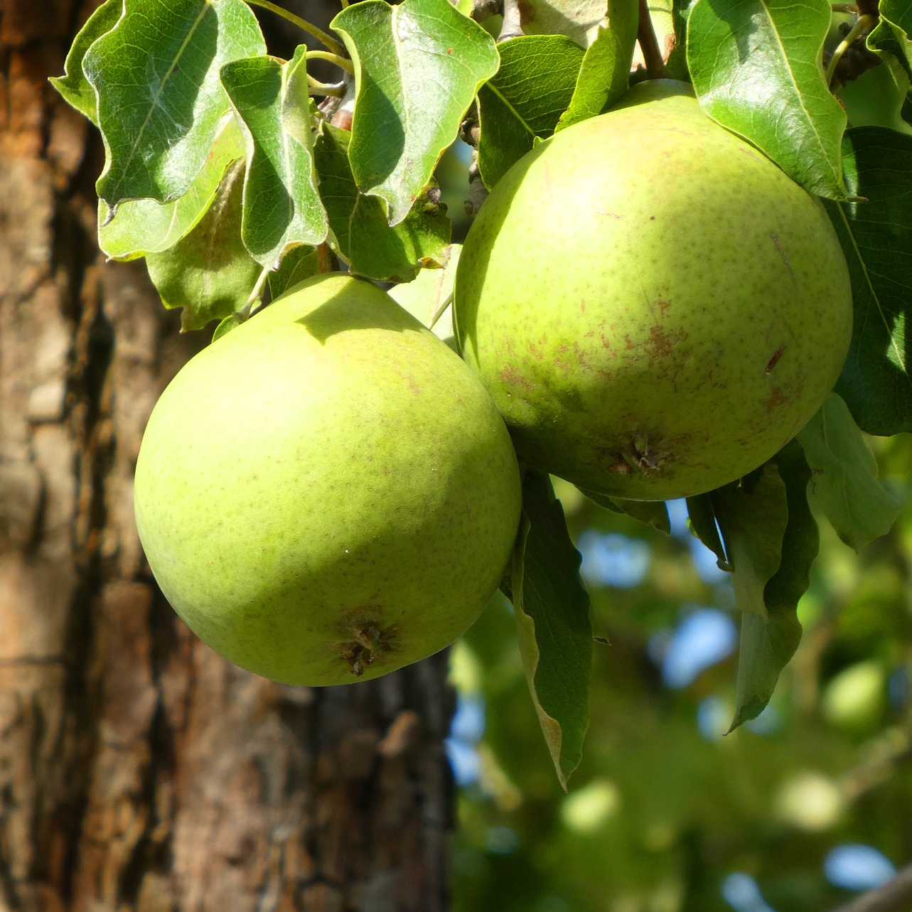 Harvested apples in barrels