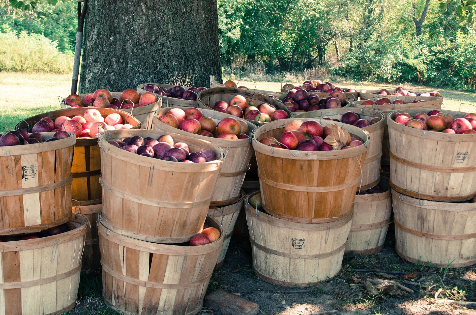 Variety of Picked Apples
